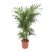 Chamaedorea P24 H160