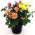 Chrysantemum Mixed P12 H22