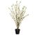 Cires Cu Ghiveci Inaltime 100 Cm 168616