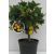 Citrofortunella P15 H40