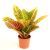 Codiaeum Excellent P13 H45