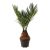 Cycas Revolta P15 H60