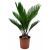 Cycas Revoluta P19 H70