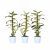Dendrobium 2 Tak P12 H50