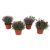 Dianthus Mix P12 H20