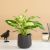 Dieffenbachia Camilla P12 H40