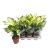 Dieffenbachia Camilla P17 H55