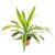Dracaena Fr Lemon Lime 1 Tak P12 H35
