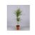 Dracaena Ma 2 Tak P17 H80