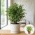 Ficus Be Kinky P12 H35