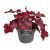 Heuchera P17 H30
