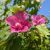 Hibiscus Syriacus 40-60 (Flover Tower Ruby)
