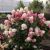Hortensie 30-40 Hydrangea Pan Living Colorful Coctail