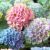Hydrangea ROZ P23 H45