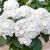 Hydrangea Schneeball P14 H40