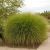 Iarba Elefantului 40-60 Miscanthus Sinesus Gracilimus