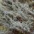 Ienupar 30-40 (Juniperus Squamata