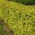 Lemn Cainesc 15-20 Ligustrum Vulgare Aureum
