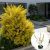 Lemn Cainesc 30-40 Ligustrum Ovalifolium Aureum