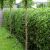 Lemn Cainesc 60-80 (Ligustrum Ovalifolium)