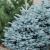 Molid Argintiu Picea Pungens Kaibab 40-60