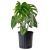Monstera Deliciosa P14 H60
