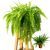 Nephrolepis P12 H40