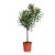 NERIUM OLEANDER P13 H45