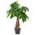 Pachira Aquatica P14 H70