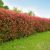 Photinia RED Plasa