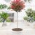 Photinia Tija Mare