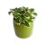 Planta Impotriva Tantarilor