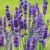 Plic Seminte Flori Lavanda Officinalis 3 Gr 417F9122