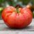 PLic Tomate Beefmaster F1