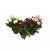 Rosa Mix P12 H30
