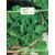 Seminte Rucola 1gr