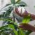 Spathiphyllum P14 H50