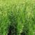 Tuia Brabant 80-100 (Thuja Occidentalis Brabant)