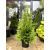Tuia Brabant 80-100 (Thuja Occidentalis Brabant)