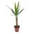 Yucca 1 Tak P11 H60