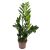 Zamioculcas P12 H45
